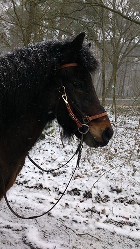brauner, wanderreittrense, braun